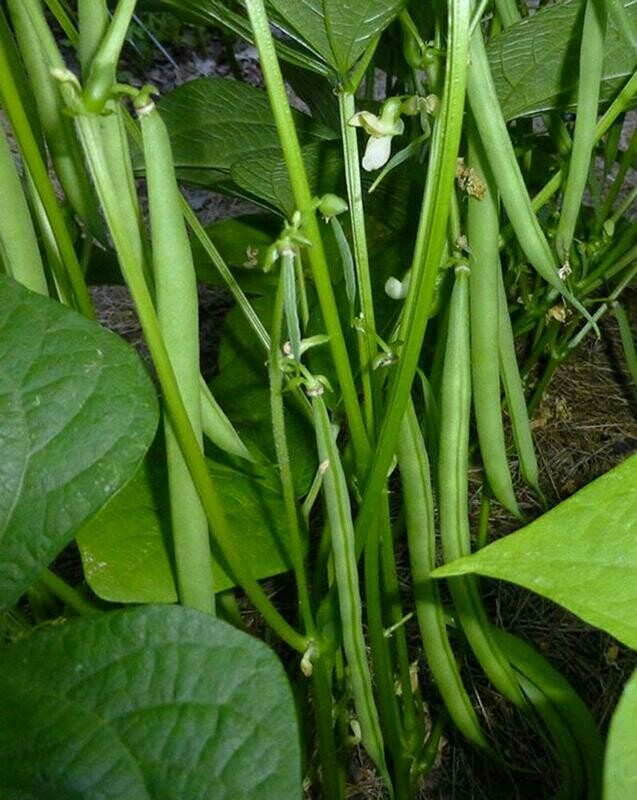 'Strike' French Filet Bush Bean (Phaseolus vulgaris)