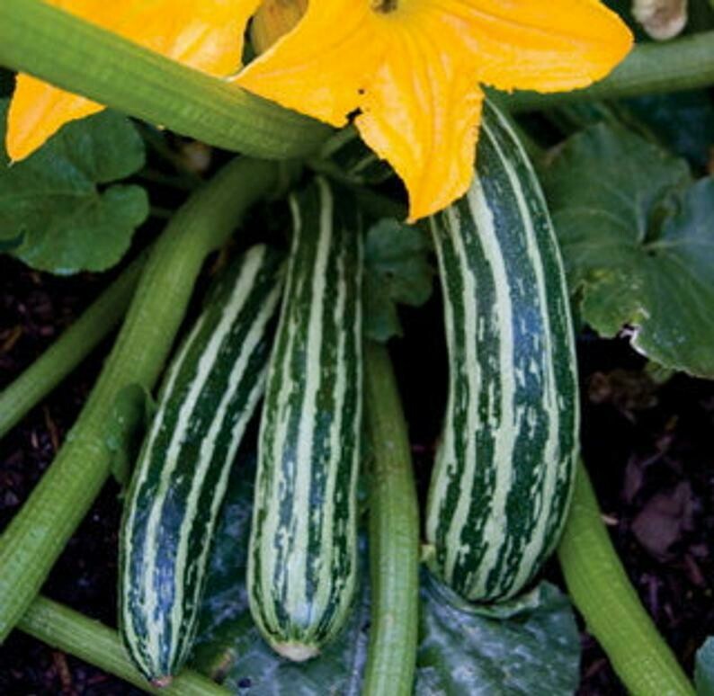 'Cocozelle di Napoli' Zucchini (Cucurbita pepo)