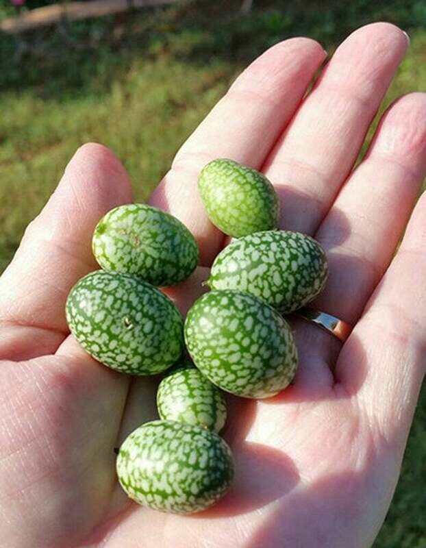 'Mexican Sour Gherkin' Cucumber (Melothria scabra)