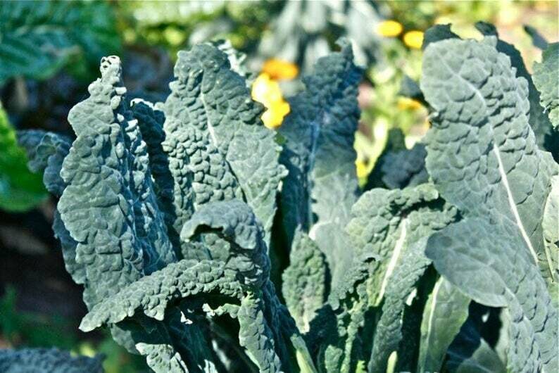 'Lacinato' Italian Heirloom - Dino - Kale