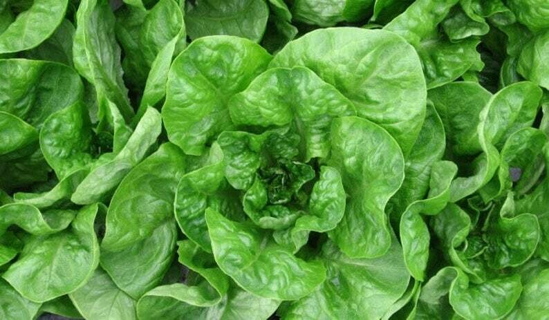'Winter Density' Bib Lettuce (Lactuca sativa)