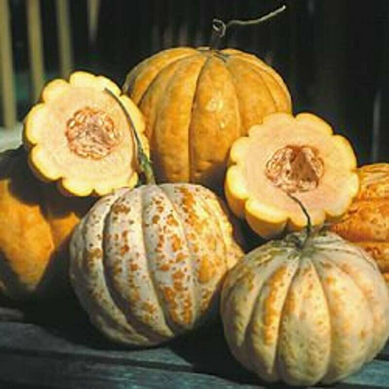 Delice de la Table Cantaloupe (Cucumis melo)