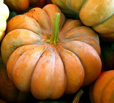 Musque de Provence Pumpkin (Cucurbita moschata)