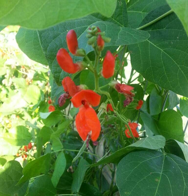 Scarlet Runner Bean (Phaseoulus coccineus)