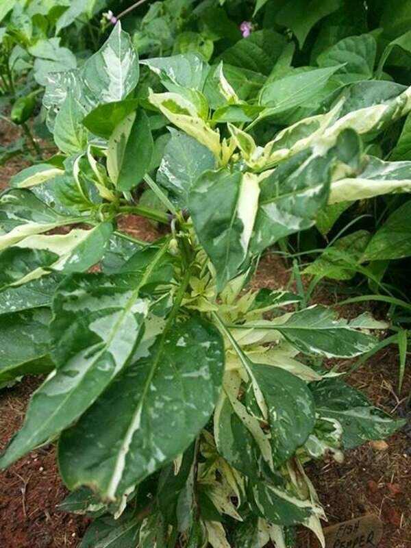 Fish Pepper (Capsicum annuum)