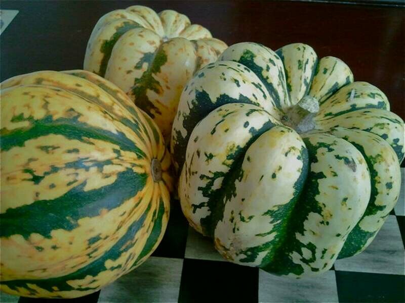 Sweet Dumpling Winter Squash (Cucurbita pepo)