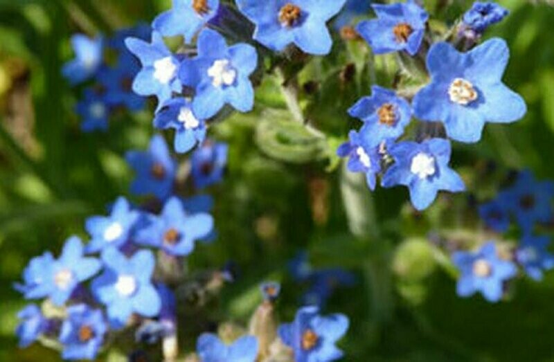 Anchusa officinalis - Alkanet