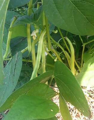 'Borsalino' Yellow Bush Bean (Phaseolus vulgaris)