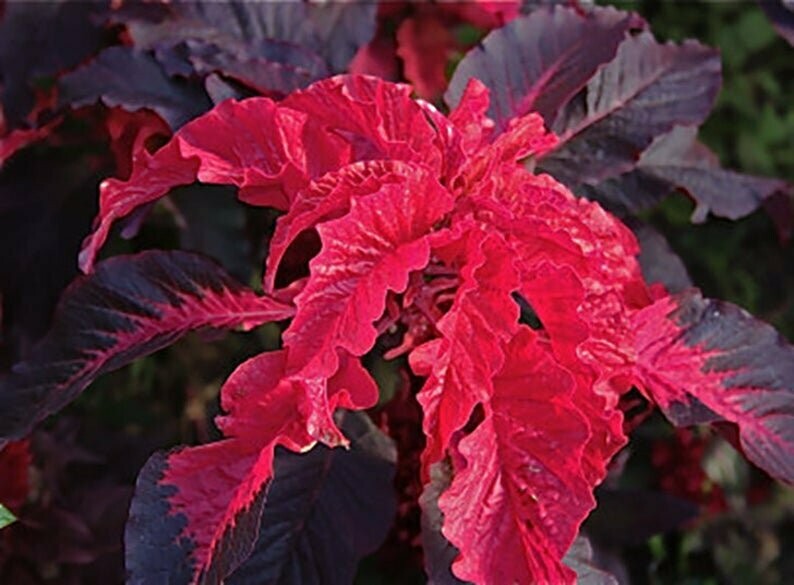 Amaranthus tricolor 'Early Splendor'- Amaranth
