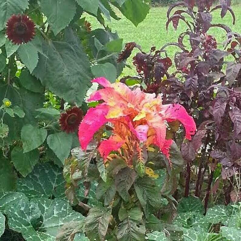 Amaranthus tricolor  'Illumination' - Amaranth