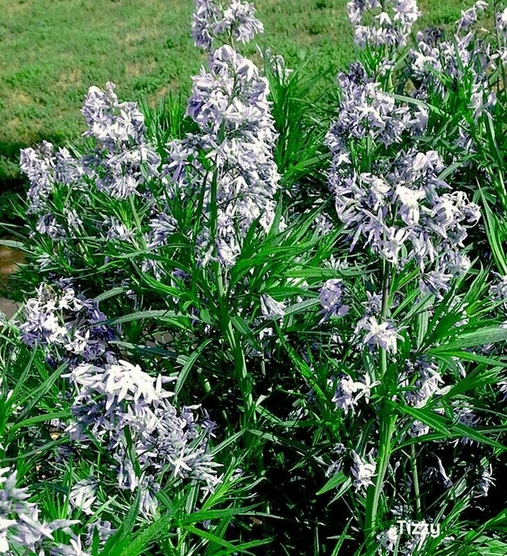 Amsonia illustris - Shining Blue Star