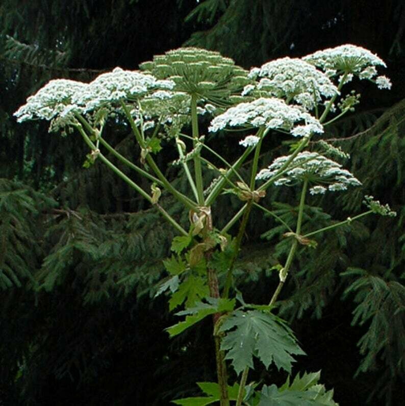 Angelica archangelica - Wild Celery