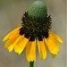 Dracopis amplexicaulis - Clasping Coneflower