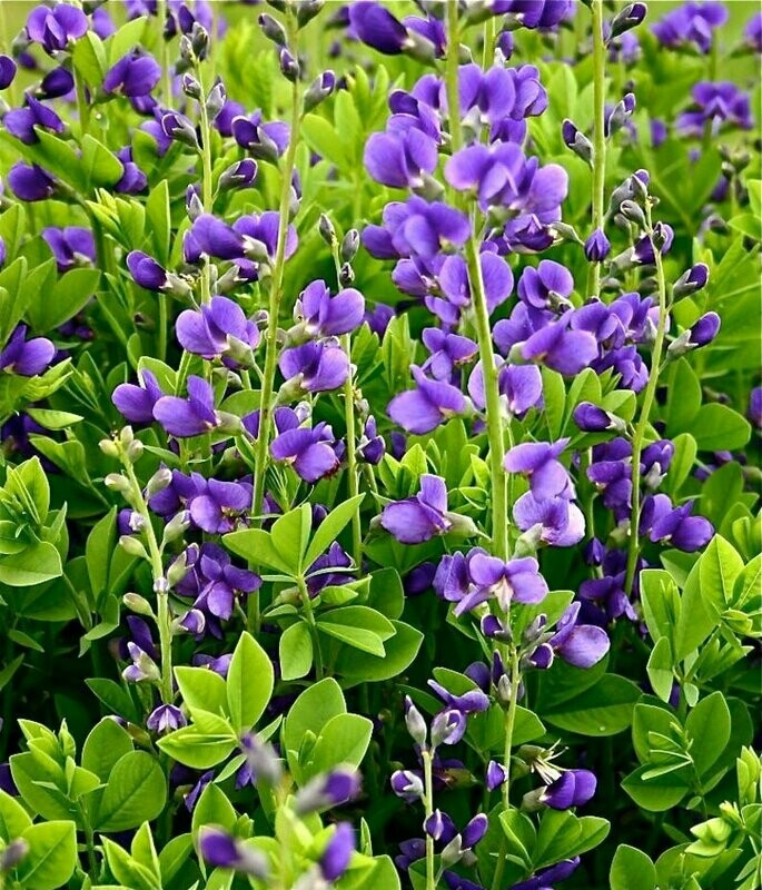 Baptisia australis - Blue False Indigo