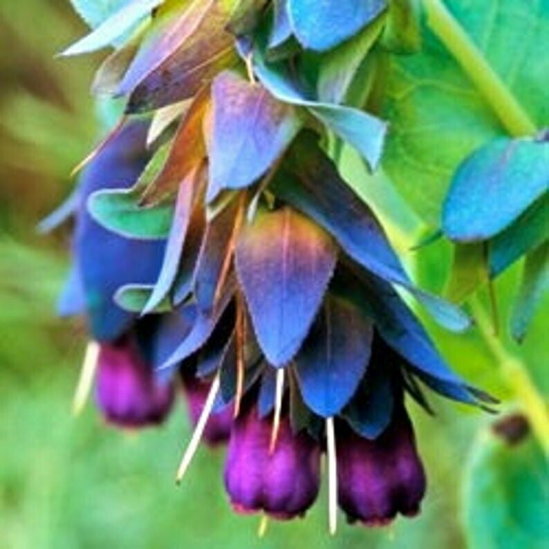 Cerinthe major 'Purpurascens'