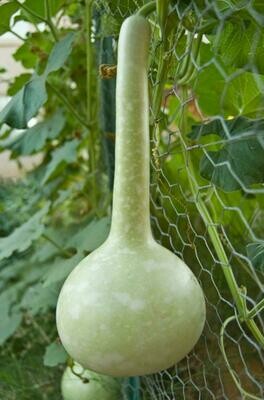 Birdhouse/Dipper Gourd (Lagenaria siceraria)