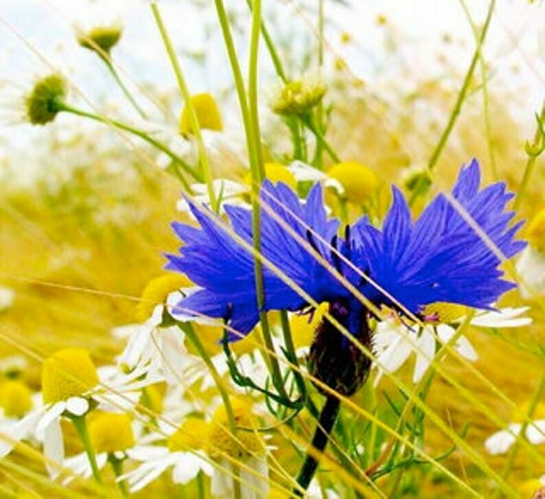 Centaurea cyanus - Bachelor's Button - Cornflower