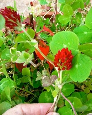 Trifolium incarnatum - Crimson Clover