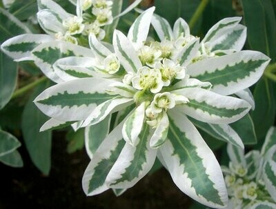 Euphorbia marginata 'Early Snow'