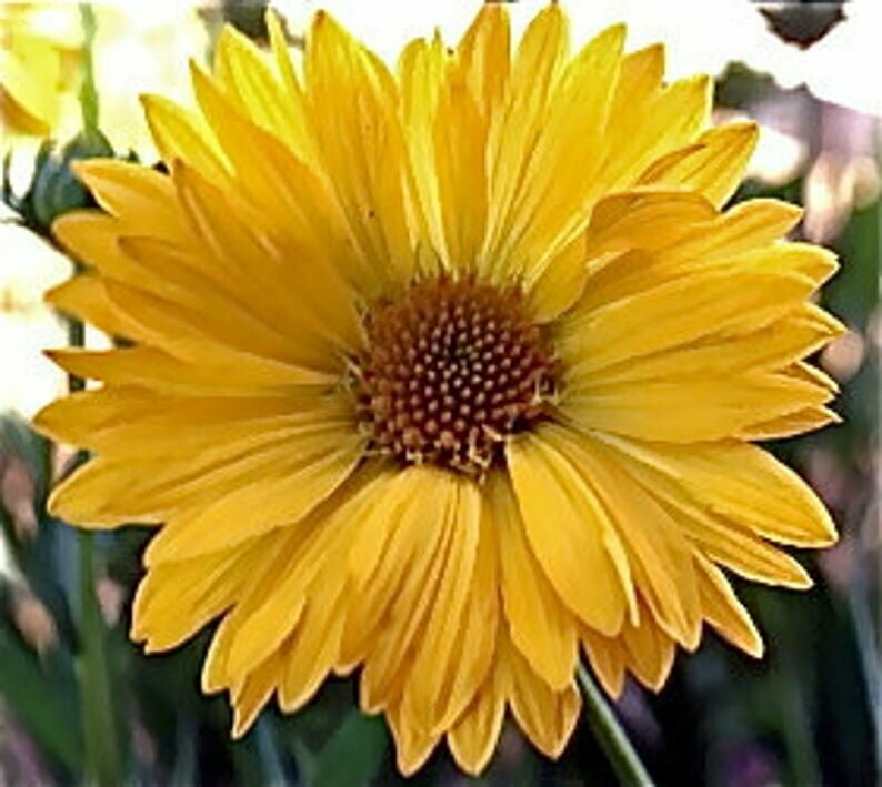 Gaillardia aristata 'Aurea pura'