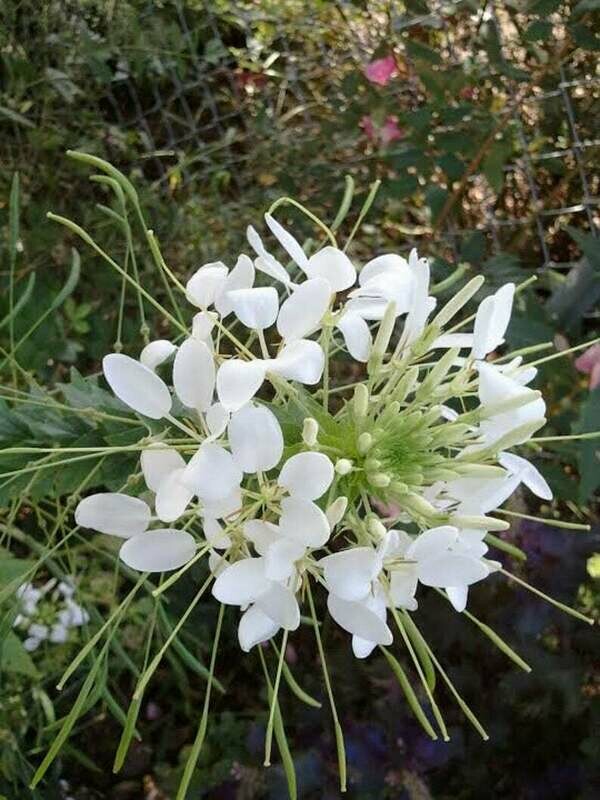 Cleome hassleriana 'White Queen'