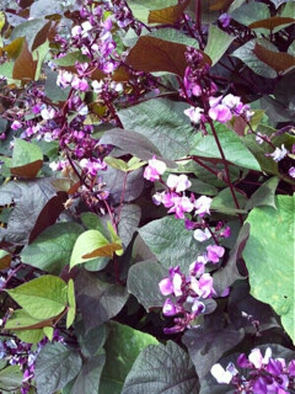 Dolichos lablab - Hyacinth Horn Bean - Red-leaved