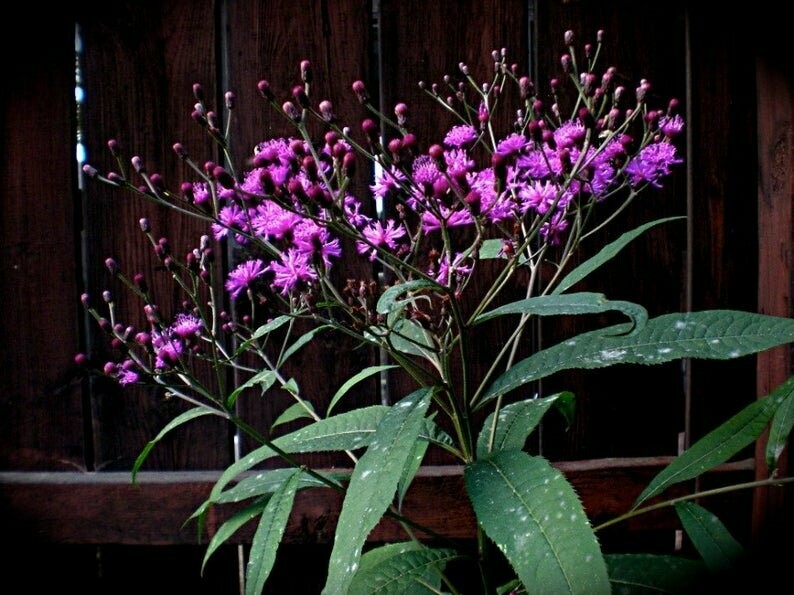 Vernonia altissima - Ironweed
