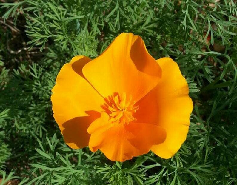Eschscholzia californica - Golden California Poppy