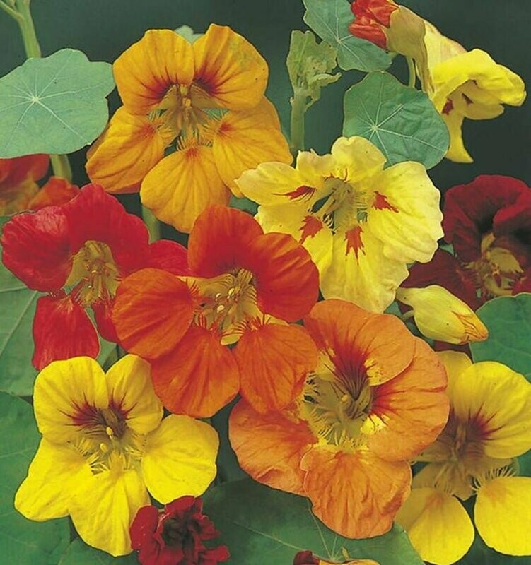 Tropaeolum - Climbing/Trailing Nasturtium