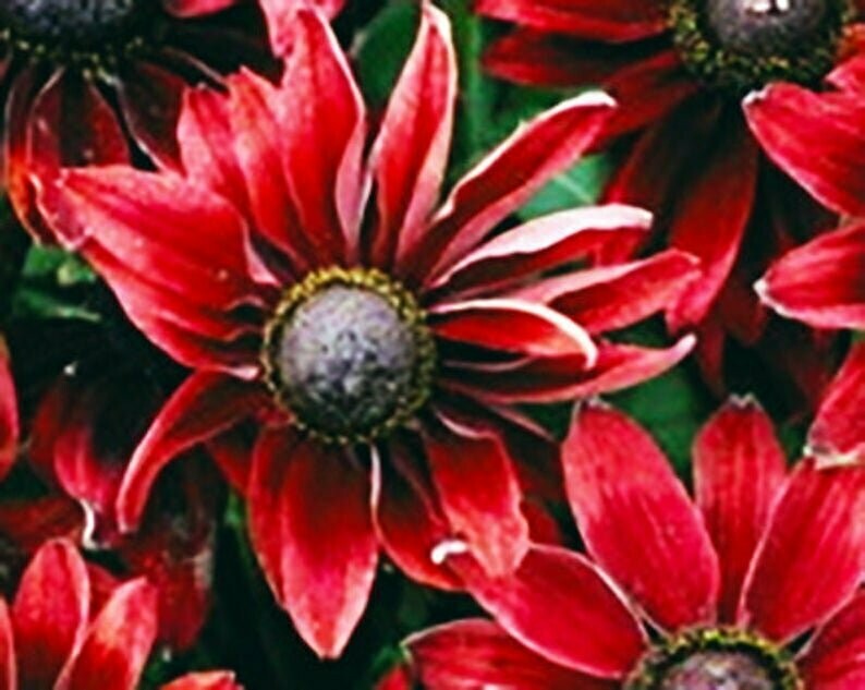 Rudbeckia hirta 'Cherry Brandy'