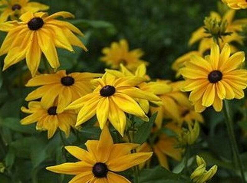 Rudbeckia fulgida 'Early Bird' - Dwarf Black-eyed Susan