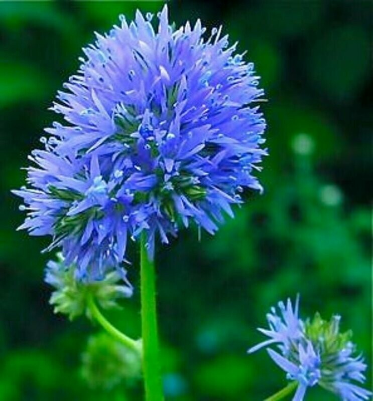 Gilia capitata - Queen Anne's Thimbles