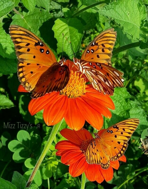 Tithonia speciosa - Golden Mexican Sunflower