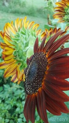 Helianthus annuus 'Burgundy & Gold' - Sunflower