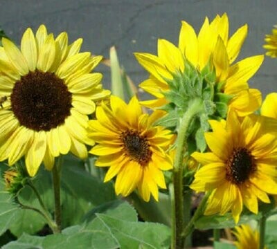 Helianthus annuus - Black Oil Sunflower (Organic Shoot Seed)