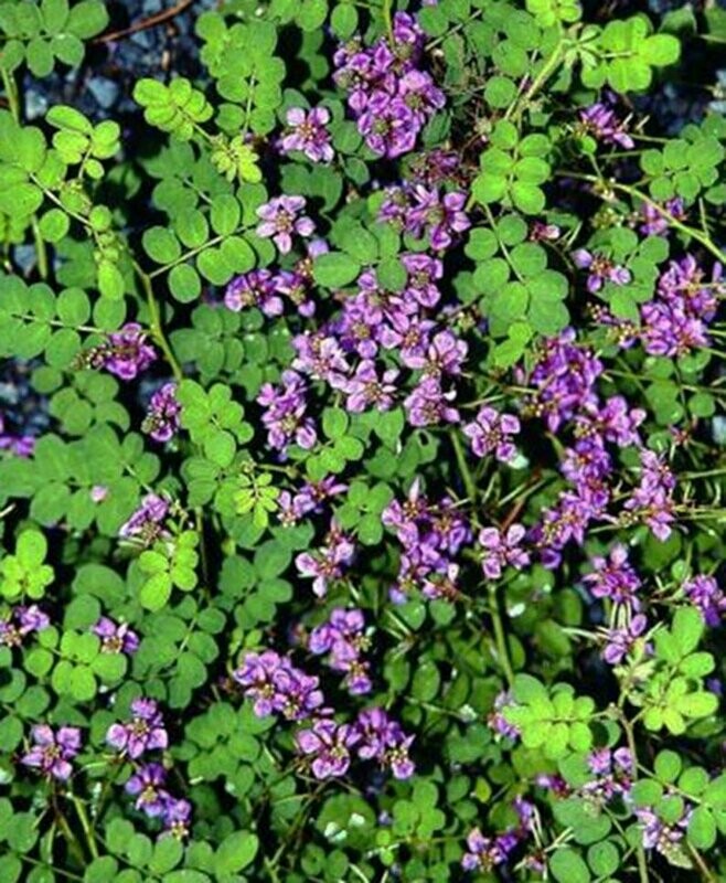 Indigofera pseudotinctoria