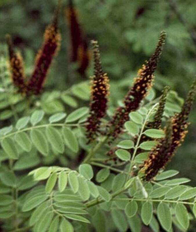 Amorpha fruticosa - Desert False Indigo