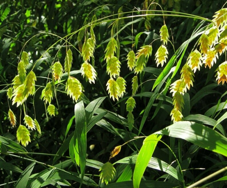 Chasmanthium latifolium - Northern Sea Oats