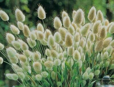 Lagurus ovatus - Bunny Tails Grass