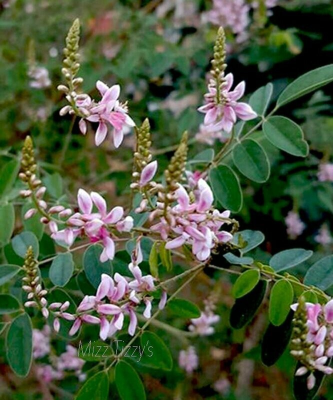 Indigofera tinctoria - Indigo
