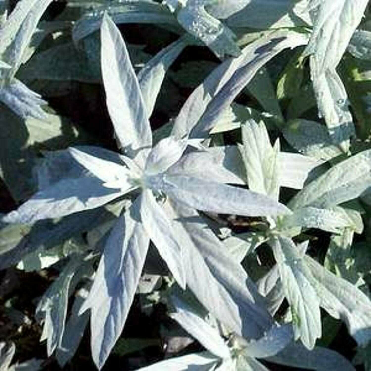 Artemisia ludoviciana - Prairie Sage