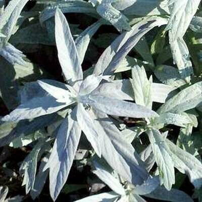 Artemisia ludoviciana - Prairie Sage