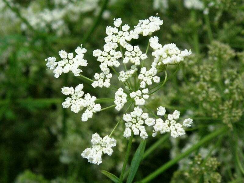 Pimpinella anisum - Anise