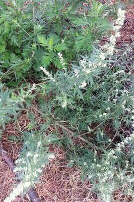 Artemisia vulgaris - Common Mugwort