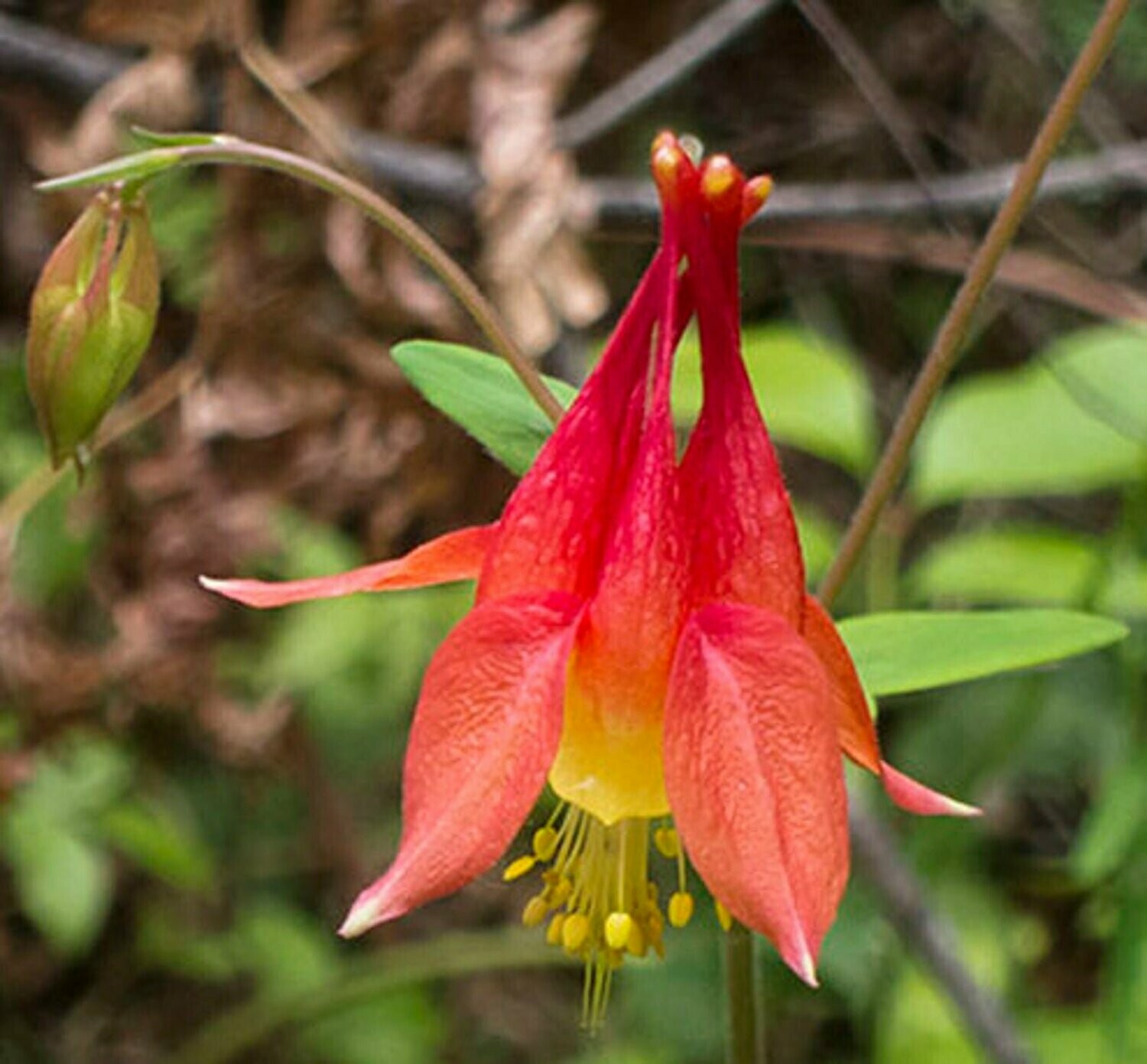 Aquilegia canadensis - Eastern Columbine
