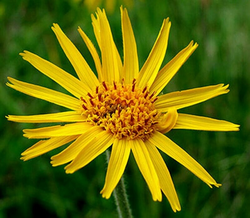 Arnica montana - Mountain tobacco