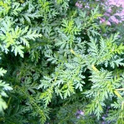 Artemisia annua - Sweet Annie