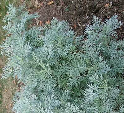 Artemisia absinthium - Wormwood, Absinthe
