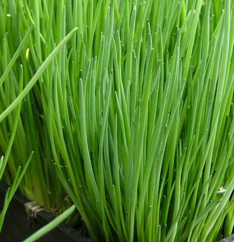 Allium schoenoprasum -
 'Staro' - Chives (Heaviest Leaf)