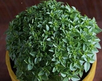Ocimum basilicum - Piccolino Basil